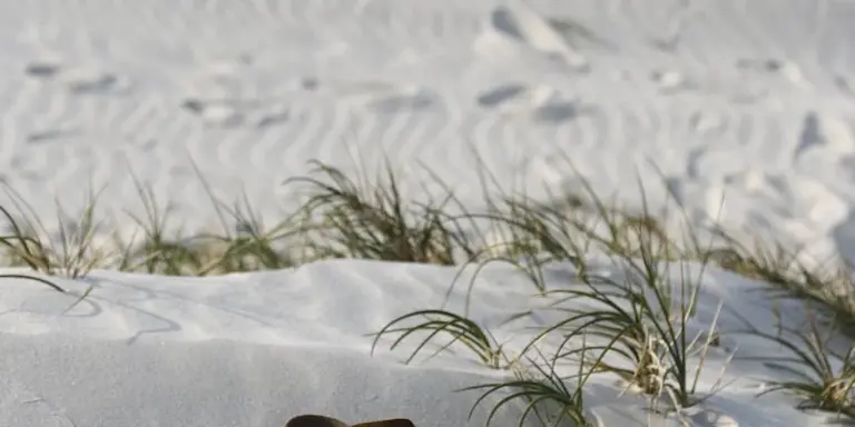 Close-up of pale sand with tufts of dune grass