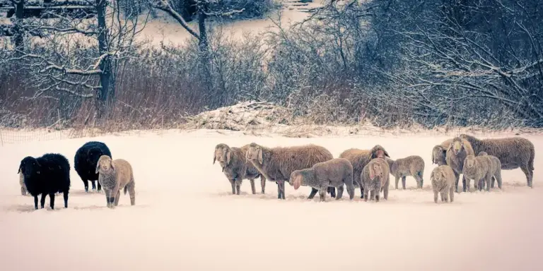 A herd of bison standing in a snow-covered field with bare trees in the background.