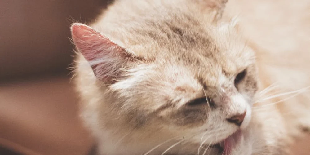 Close-up of a fluffy domestic cat's face