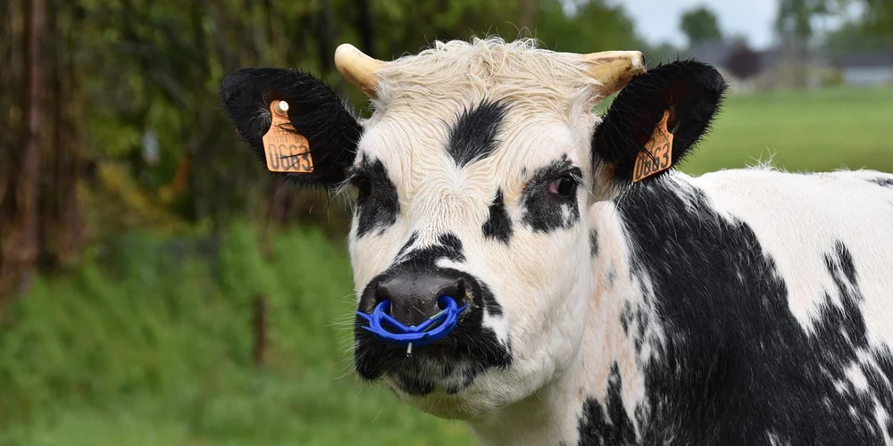 Is Cowhide Leather Safe for Animals? A Practical Guide to Properties and Sourcing