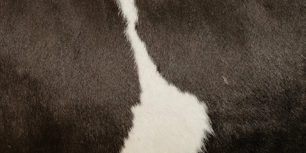 Close-up of brown and white cowhide with visible natural texture and markings.