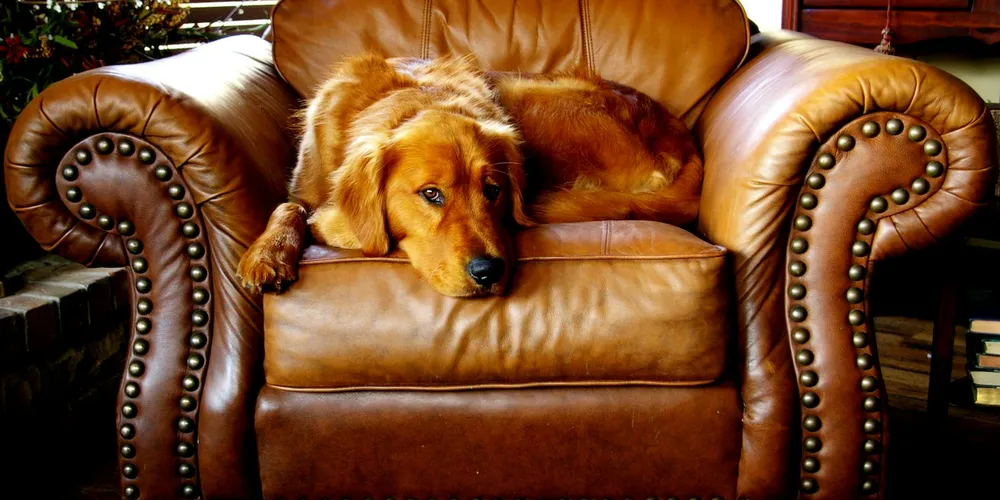 Golden retriever resting on a brown leather sofa with nailhead trim