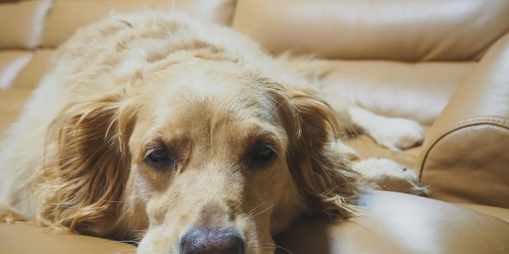 Dog resting on a beige leather sofa