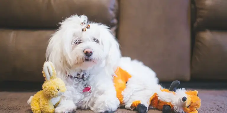 White fluffy dog sitting on a brown leather couch