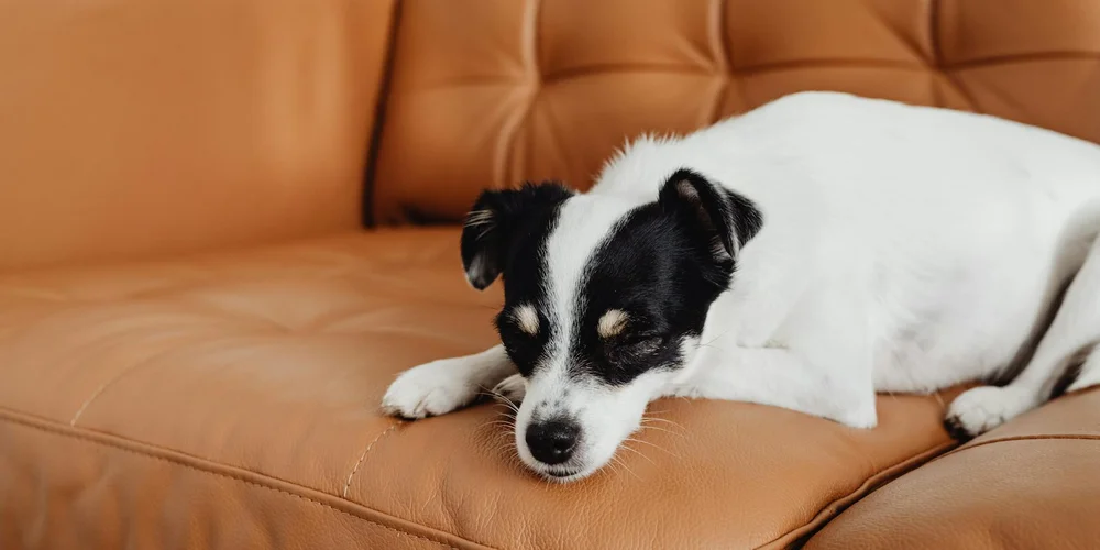 Small black-and-white dog resting on a tan leather sofa