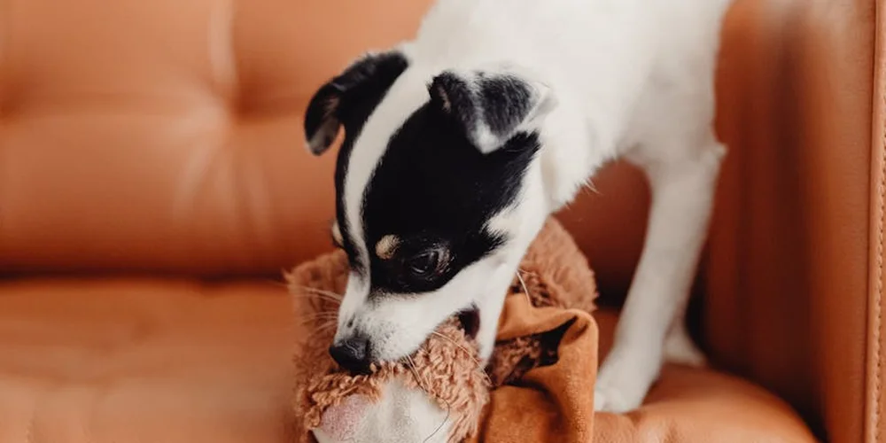 Small black-and-white dog on a brown leather sofa, sniffing a plush toy.