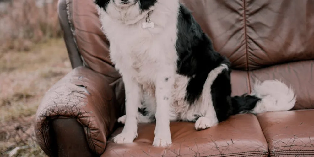 Black-and-white dog sitting on a worn brown leather sofa outdoors.