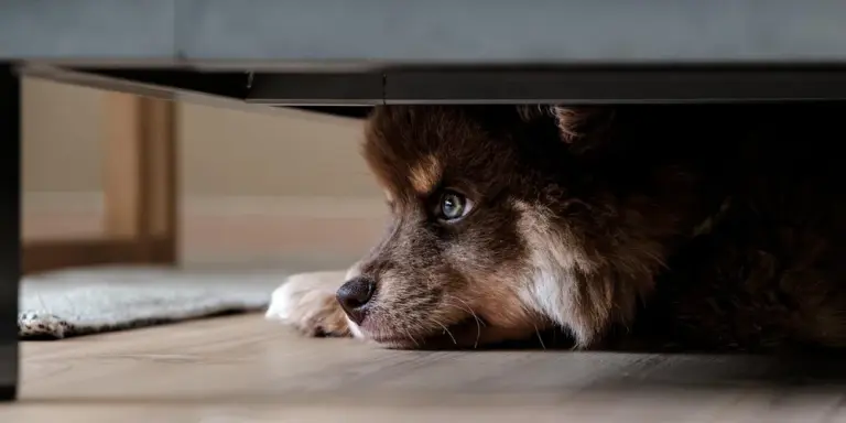 A fluffy brown and white dog lying under a sofa with its head near the floor