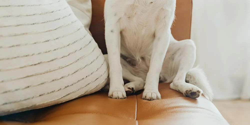 A small dog sits on a brown leather sofa beside a striped cushion, illustrating a lived-in leather piece.