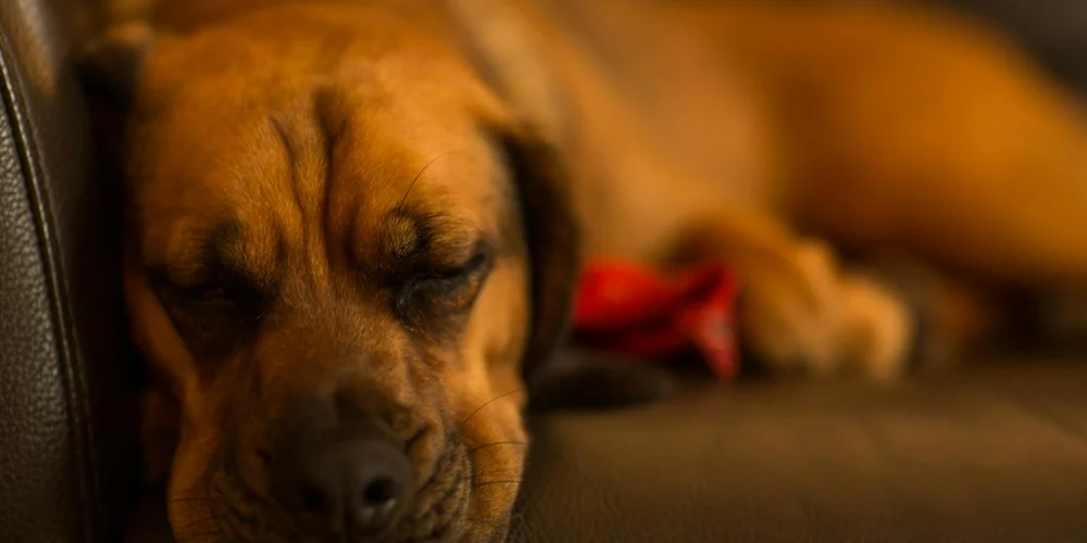 Brown dog relaxing on a leather couch, illustrating care and longevity of leather surfaces.