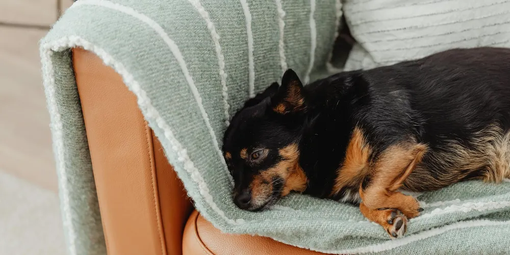 A small black and tan dog curled up on a green striped blanket resting on a brown leather sofa