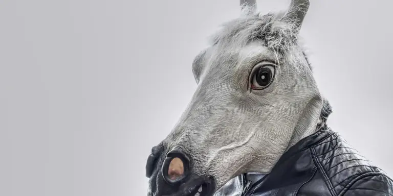 Close-up of a gray horse head wearing a leather bridle against a plain background.
