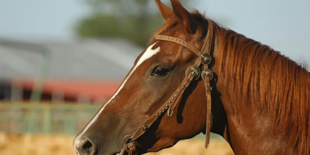 Close-up of a chestnut horse wearing a leather bridle, illustrating leather care context for saddle soap.