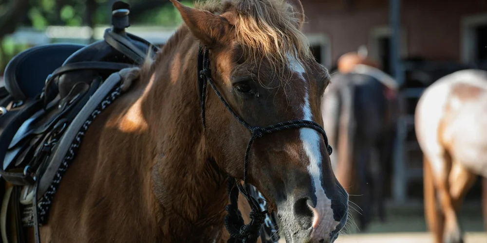 Close-up of a horse wearing a saddle and bridle in a stable