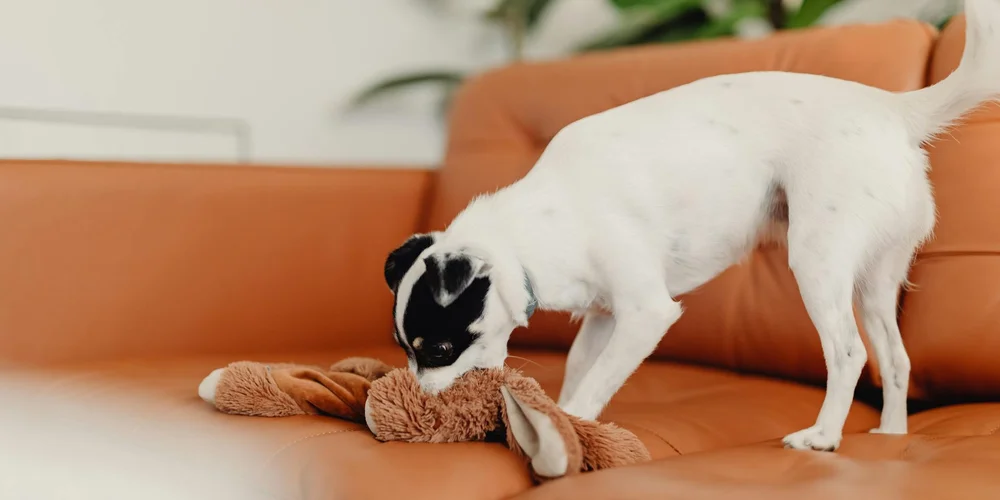 Small white dog with a dark face sniffing a plush toy on a tan leather sofa.