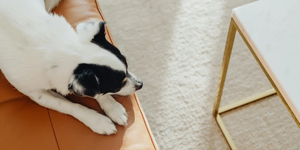 Small black-and-white dog resting on a tan leather couch with a white table on the right.