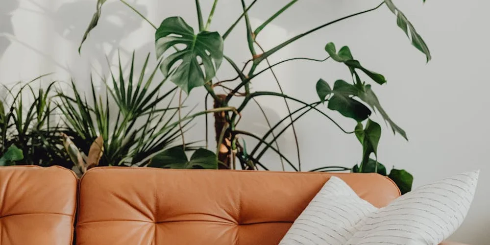 Tan leather sofa with lush green houseplants in a bright room