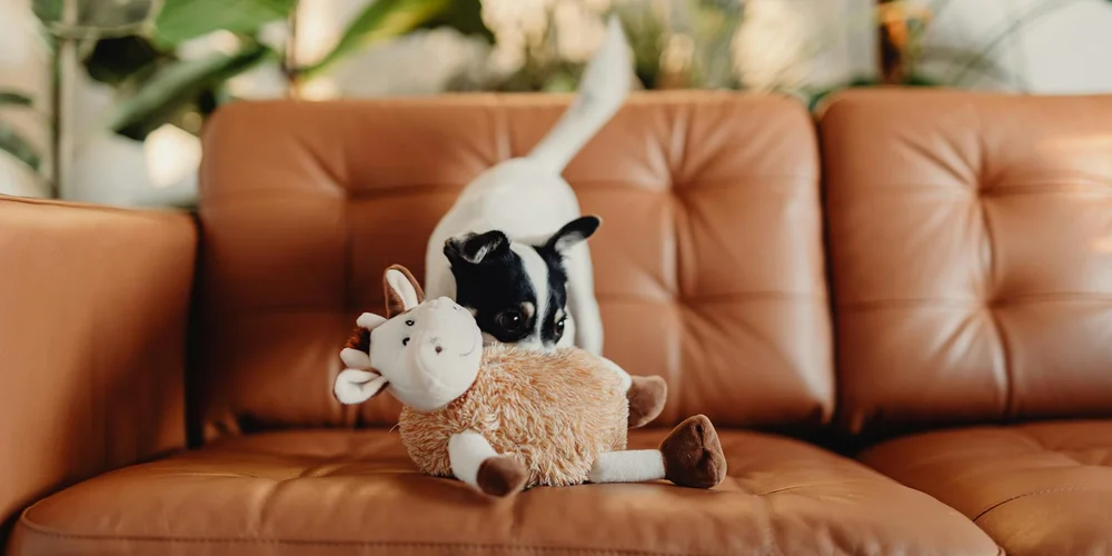 Brown leather sofa with a small black-and-white dog playing with a plush stuffed animal on the cushions.
