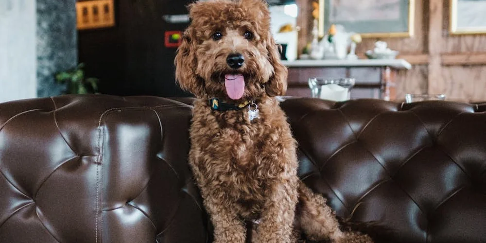 Brown curly-haired dog sitting on a dark brown leather couch in a cozy living room.