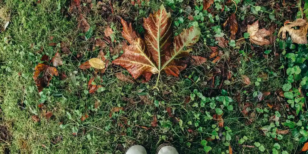 Close-up view of brown and green autumn leaves scattered on a grassy patch.