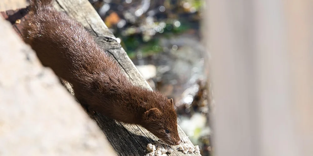 Brown mink walking along a tree branch