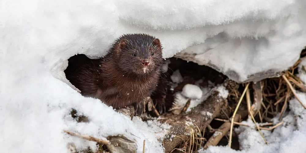 Brown mustelid peeking from a snowy burrow