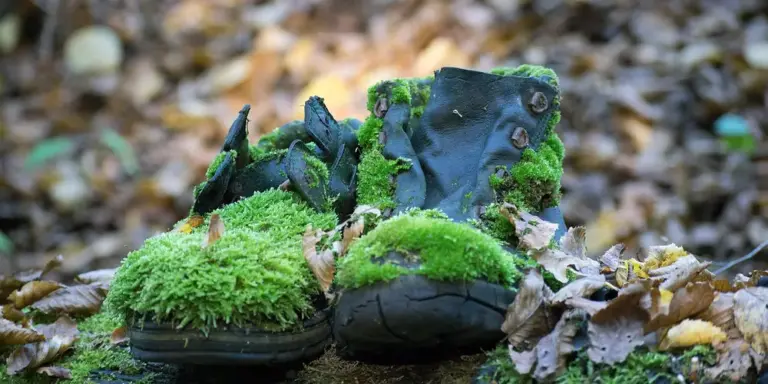 Leather boots outdoors with vivid green moss growing on them among fallen autumn leaves.