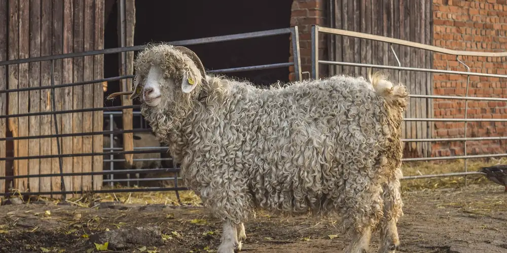 A fluffy sheep stands in a fenced farmyard with a brick building in the background.