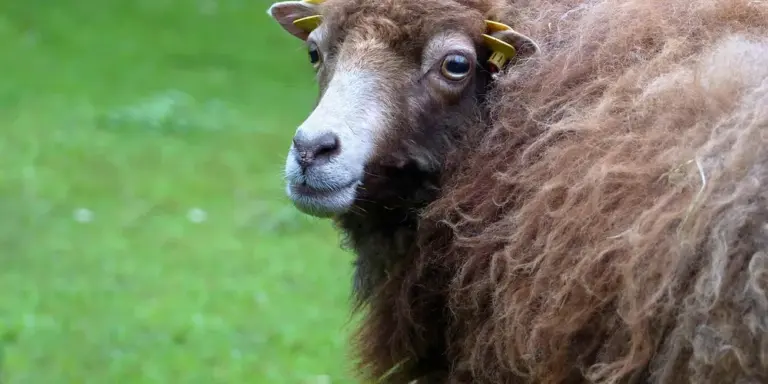 Close-up of a sheep with thick wool looking toward the camera in a grassy field.