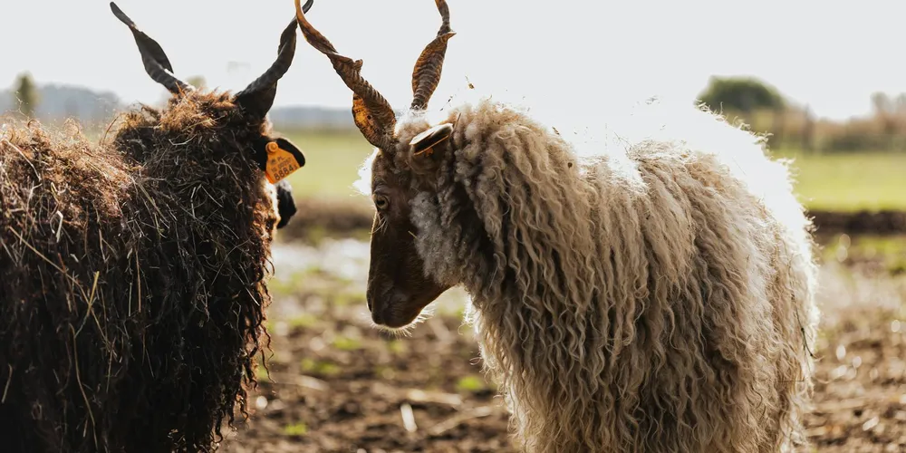 Two sheep with long wool, one dark and one light, standing in a sunlit field and facing each other
