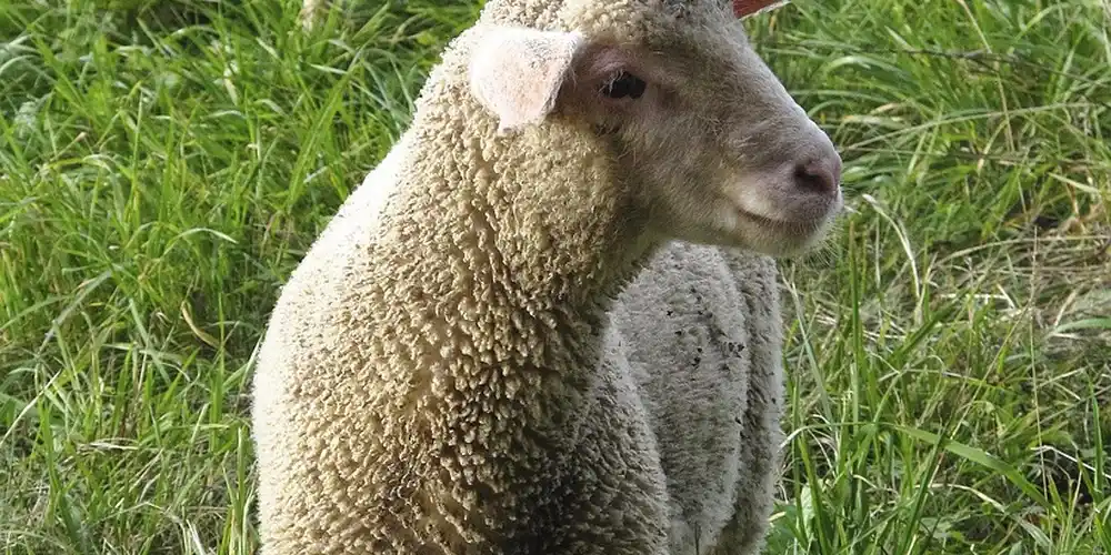 A sheep standing in tall green grass