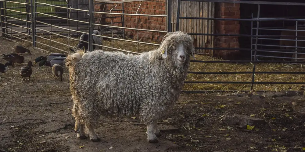Fluffy sheep standing in a fenced pen with muddy ground.
