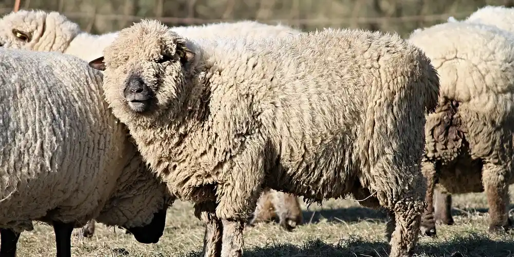 Why Use Sheepskin on Saddles and Car Seats?