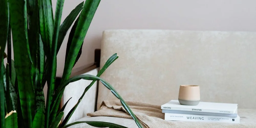 Beige suede couch in a cozy living room with a tall green plant on the left and a small stack of books with a cup on top on the right.