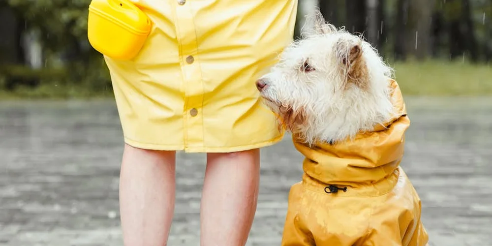 A person in a yellow raincoat outdoors with a small white dog wearing a matching yellow rain jacket, in wet weather.