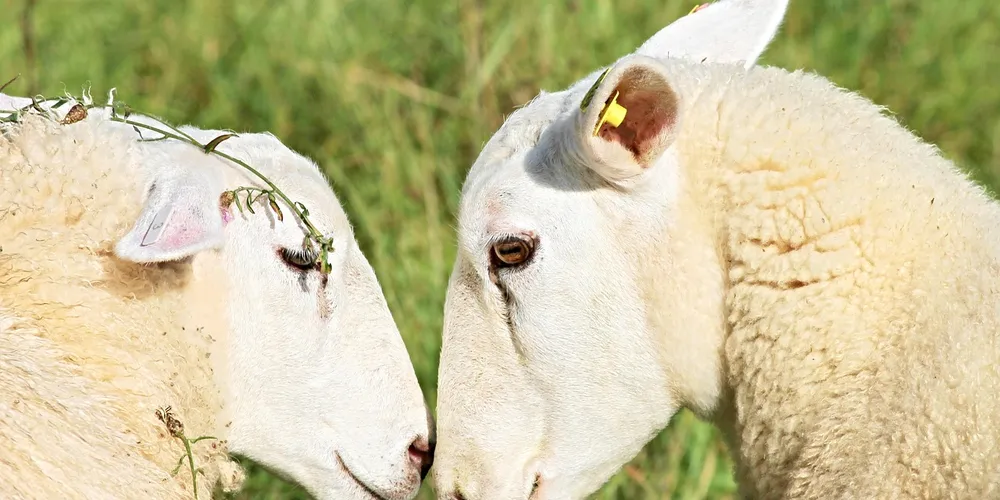 Two white sheep standing in a grassy field, facing each other.